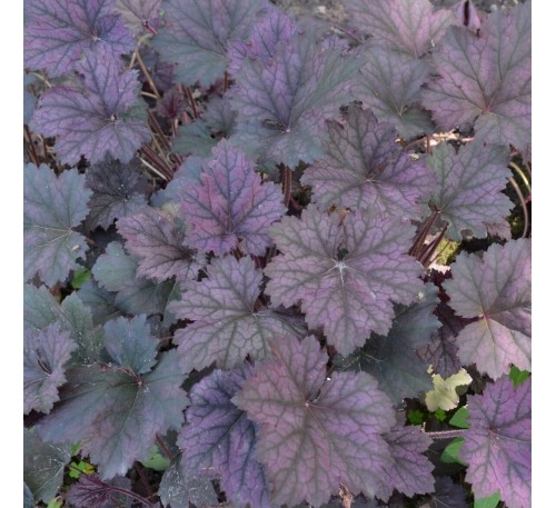 Гейхера Фростед Вайолет (Frosted Violet ) C1